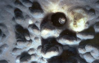 MMII, Macro, 50 Velvia, "Peek-a-boo" Sodwana Night Dive by Angie Kozlowski 